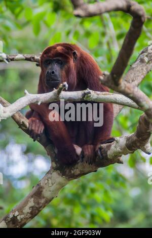 Singe hurleur rouge (Alouatta Sapiculus) en Amazonie Orphanage animal Pilpintuwasi dans le village Padre Cocha près d'Iquitos, Pérou Banque D'Images