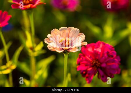 vaches sur monte baldo en italie, lac de garde Banque D'Images