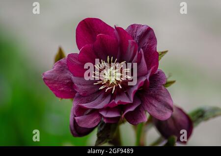 Macro prise de vue noir bordeaux hellébore. La floraison printanière précoce s'est élevée comme des fleurs d'hellebore. Helleborus orientalis Delila Banque D'Images