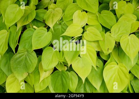 Les feuilles vert lime vif de la feuille coeur de Philodendron 'Aureum' Banque D'Images