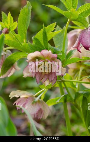 Helleborus Party Robe fleur dans le jardin au printemps. La rose de Noël est l'une des premières fleurs. Hellebores Party Dress Floraison plante. Banque D'Images