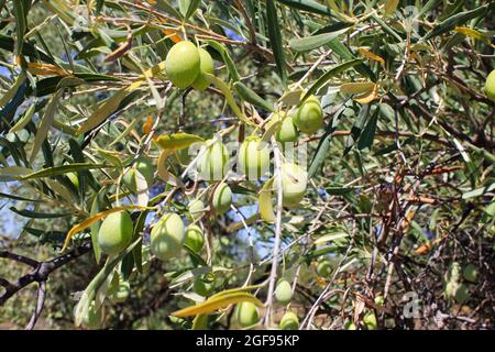 Olives sur branche d'olivier à la périphérie d'Athènes en Grèce. Banque D'Images