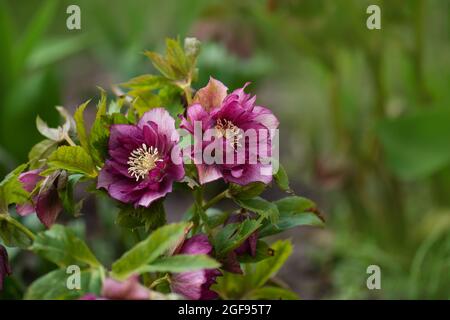 Rose de Noël ou fleurs de printemps hellébore qui se positionne à l'ombre. Hellébores Double Crown Rose Bloom. Banque D'Images