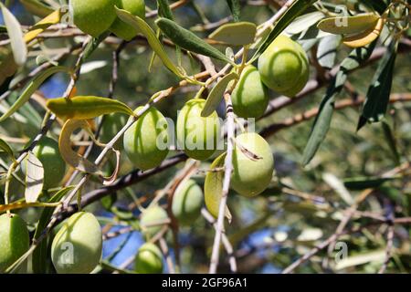 Olives sur branche d'olivier à la périphérie d'Athènes en Grèce. Banque D'Images