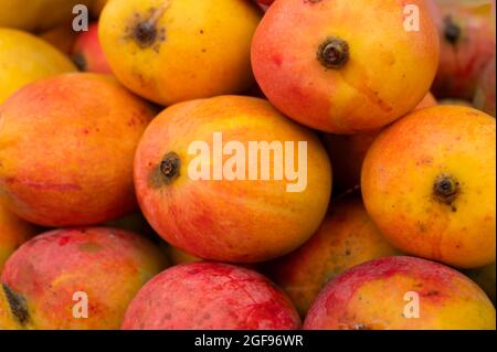 Bouquet de Mangos, fruits juteux en pierre (drupe), produits à partir de plantes à fleurs du genre Mangifera, sont exposés pour la vente. La nourriture préférée des Bengalis, être Banque D'Images