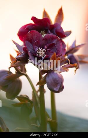 Hellebore Helleborus orientalis Queens hybrides doubles rouges ou hellebore noir poussant dans le jardin de printemps. Rose de Noël ou fleurs de printemps hellebore Banque D'Images