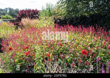 La frontière chaude au jardin clos de Helmsley Banque D'Images