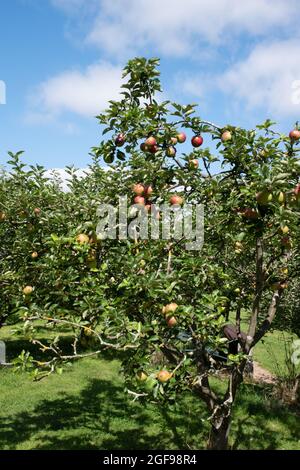 Malus domestica 'Worcester Pearmain' Banque D'Images