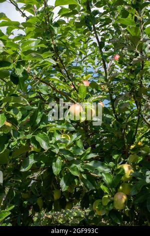 Malus domestica 'Charles Ross' Banque D'Images