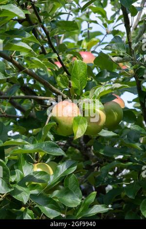 Malus domestica 'Charles Ross' Banque D'Images