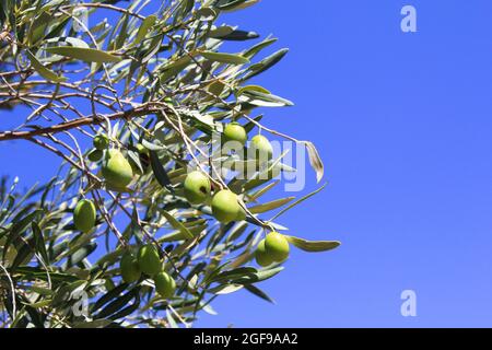 Olives de la variété Manaki sur branche d'olivier dans la périphérie d'Athènes à Attica, Grèce. Banque D'Images