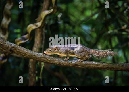 Les écureuils appartiennent à la famille des écureuils (Sciuridae) Banque D'Images