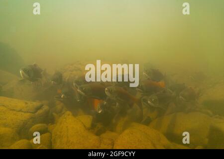 Le kokanee ou le terrain a verrouillé le saumon rouge dans le lac Fraser. Banque D'Images