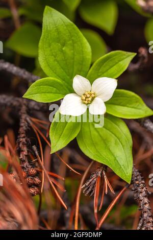 Fleur de baies Cornus canadensis fleurit au milieu de l'été au parc national Banff, en Alberta, au Canada Banque D'Images