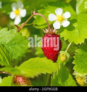 Fraises sauvages, Fragaria vesca, fruits et fleurs Banque D'Images