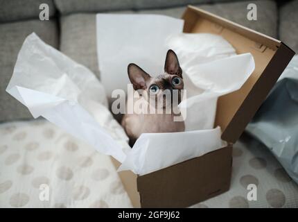 Chat Sphynx à l'intérieur d'une boîte à chaussures Banque D'Images