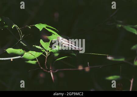 Neptis sappho, Glider commun, marin de Pallas. Un papillon brun et blanc est placé sur une feuille de Bush verte au soleil. Conservation de la biodiversité. Banque D'Images