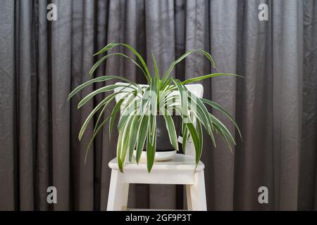 Plante d'araignée dans un pot sur une chaise en bois blanc contre des rideaux noirs Banque D'Images