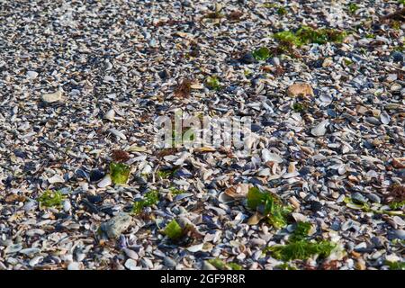 Coquillages sur la plage de Tuzla Banque D'Images