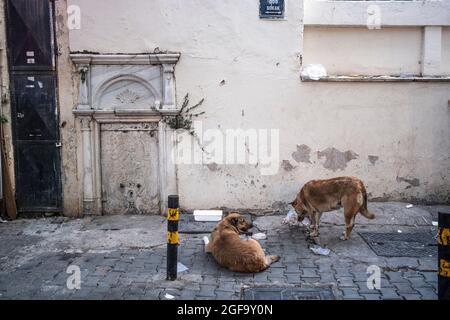 Izmir, Konak, Izmir. 24 août 2021. Les chiens errants mangent leurs repas dans les rues du quartier historique de Kemeralti. Il y a une fontaine en marbre historique sur le mur d'une mosquée à l'image. (Image de crédit : © Uygar Ozel/ZUMA Press Wire) Banque D'Images