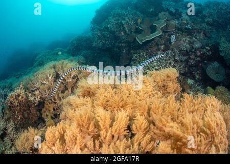 Yellowlip bagués venimeux Laticauda colubrina, serpent de mer, également connu sous le nom de sea krait, Philippines. Banque D'Images