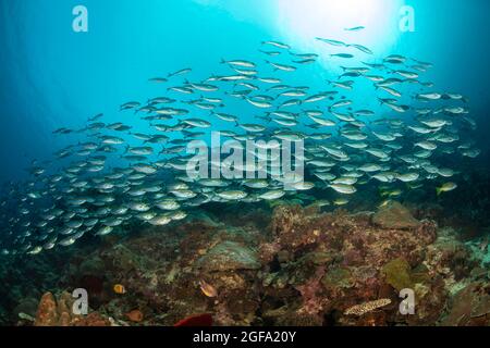 Une école de scad, Selar Boops, passe au-dessus d'un récif au large de Moalboal, Cebu, Central Visayas, Philippines. Banque D'Images