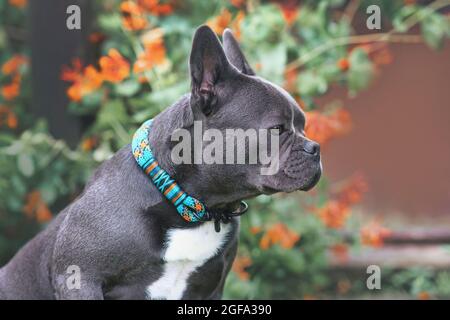 Bon exemple de chien Bulldog français brachycéphalique avec un long nez sain Banque D'Images