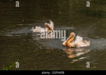 Oiseau rose pélican dans le lac noir en été ensoleillé jour chaud Banque D'Images