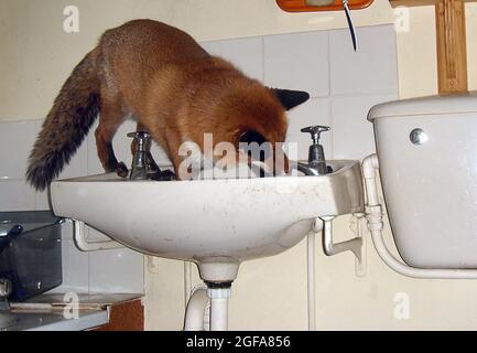 Miss Snooks, un renard de 6 ans, prend une boisson du robinet dans son appartement, fourni par Steve et Nola Edgington, amoureux des animaux. Pic MIKE WALKER 2009 Banque D'Images