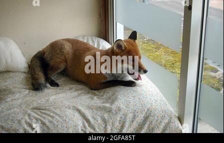 Un renard de 6 ans Miss Snooks regarde le monde passer de son appartement fourni par les amoureux des animaux gentils Steve et Nola Edgington. Pic MIKE WALKER 2009 Banque D'Images