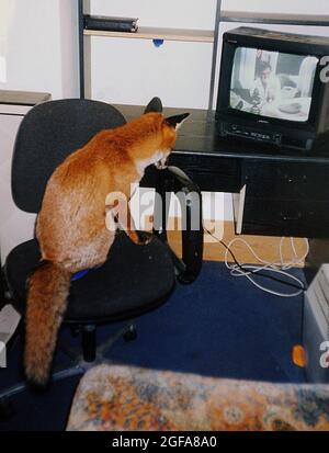 Un renard de 6 ans Miss Snooks regarde la télévision dans son appartement fourni par les amoureux des animaux gentils Steve et Nola Edgington. Pic MIKE WALKER 2009 Banque D'Images