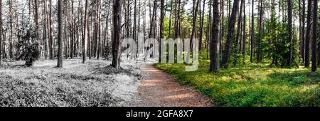 L'été et l'hiver sont combinés en une seule photo. Changement des saisons d'hiver et d'été. Neige et herbe dans la forêt, chemin de forêt s'étendant dans le Banque D'Images