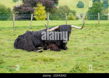 Bovins de la région des Highlands fourrure Noire grandes cornes dans le champ vert dans la pluie battante Banque D'Images