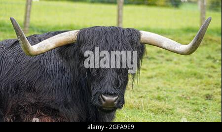Bovins de la région des Highlands fourrure Noire grandes cornes dans le champ vert dans la pluie battante Banque D'Images