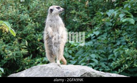 Meerkat garde et se tient sur une pierre. En arrière-plan se trouvent des arbres. Banque D'Images
