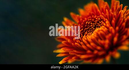Gros plan sur le chrysanthème orange sur un fond vert foncé flou. Automne fleur mise au point douce, bannière horizontale espace de copie, maquette cartes postales. Un a naturel Banque D'Images