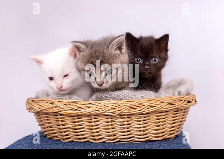 Trois petits chatons s'assoient ensemble dans un panier de paille, isolé sur du blanc Banque D'Images