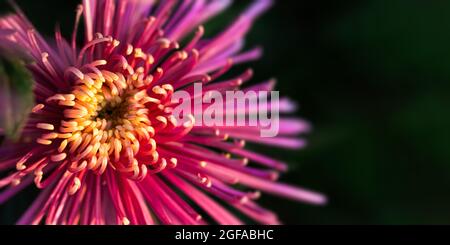 Rose luxuriant chrysanthème gros plan sur un fond vert foncé flou. Automne fleur mise au point douce, bannière horizontale espace de copie, maquette cartes postales. Motif floral a Banque D'Images