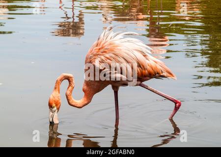 Flamingo sur l'île de Palma de l'archipel de San Bernardo, Colombie Banque D'Images