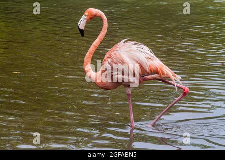 Flamingo sur l'île de Palma de l'archipel de San Bernardo, Colombie Banque D'Images