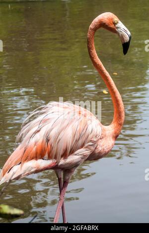 Flamingo sur l'île de Palma de l'archipel de San Bernardo, Colombie Banque D'Images