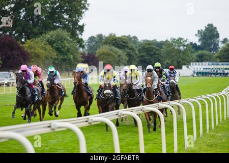 Les chevaux et leurs jokceys se bousculent tout droit au début d'une course pendant le Ebor Racing Festival aux courses de York. Banque D'Images