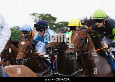 Les chevaux et leurs jokceys se bousculent tout droit au début d'une course pendant le Ebor Racing Festival aux courses de York. Banque D'Images