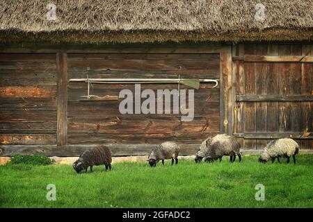 SIERPC, POLOGNE - 25 août 2017 : un groupe de moutons devant une baryard de toit de chaume. Banque D'Images