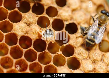 Photo macro des abeilles de travail sur les nids d'abeilles. Image d'apiculture et de production de miel Banque D'Images