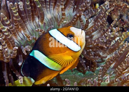 L'anéomégone de Clark sur son hôte d'anémone, Bunaken Marine Park, Sulawesi, Indonésie Banque D'Images