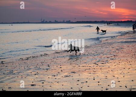 East Wittering, Royaume-Uni, 23 août 2021 : les gens et les chiens apprécient le temps sec sur la plage d'East Wittering dans West Sussex pendant que le soleil se couche sur le Solen Banque D'Images