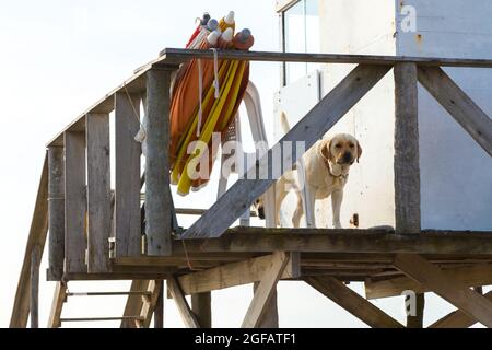 Chien blanc en haut de la tour du maître-nageur. Chien sur la plage Banque D'Images