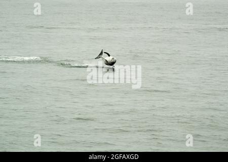 Le dauphin sauvage Risso qui bonde de l'eau et tourne au-dessus de la surface dans un spectacle acrobatique le jour gris. Banque D'Images