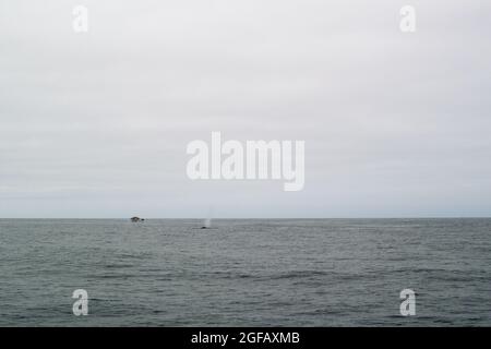 Blue Whale vient pour l'air devant le bateau d'observation des baleines. Bec d'air de l'orifice de purge. Journée sur l'océan. Banque D'Images